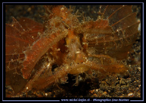 face to face with an Ambon Scorpion Fish in the waters of... by Michel Lonfat 
